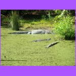 Gators 2.jpg